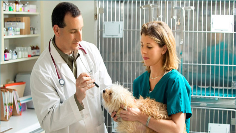 Why is Veterinary Preventive Care in Bridgeport So Important for Your Pet?