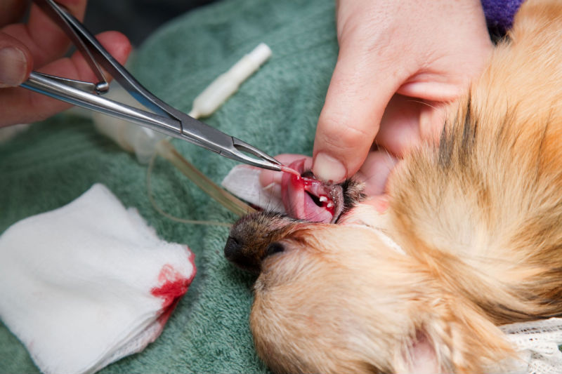 How to Clean Your Dogs Teeth with Dental Treats